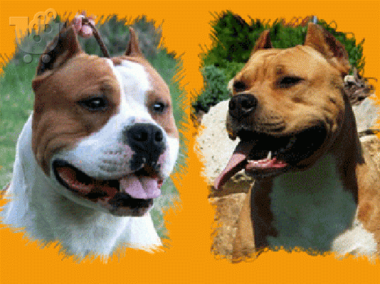 AMSTAFF American stafffordshire
